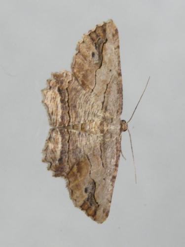 Menophra abruptaria